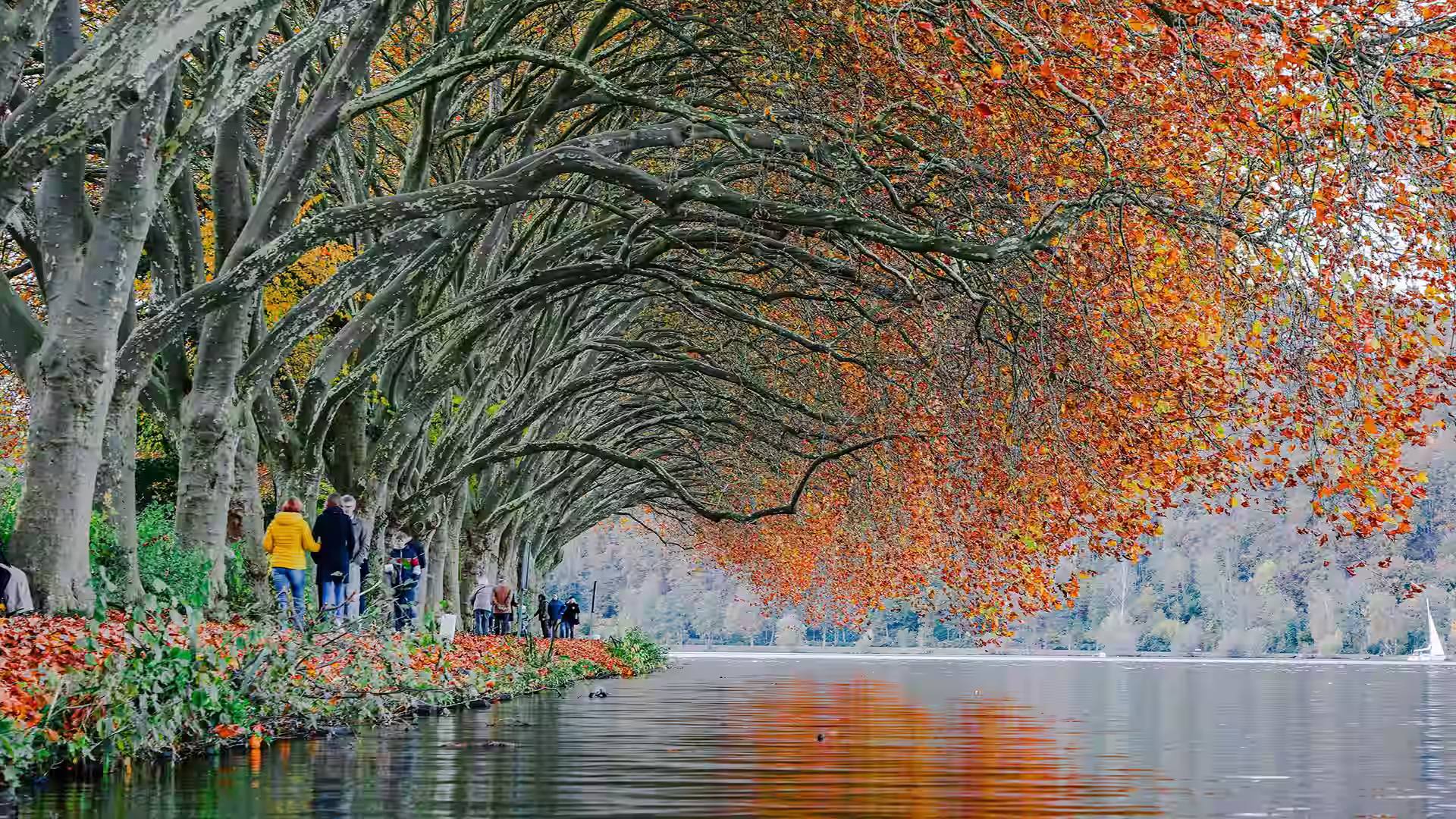 Herbstliche Platanenallee am Ufer des Baldeneysees in Essen mit Spaziergängern.
