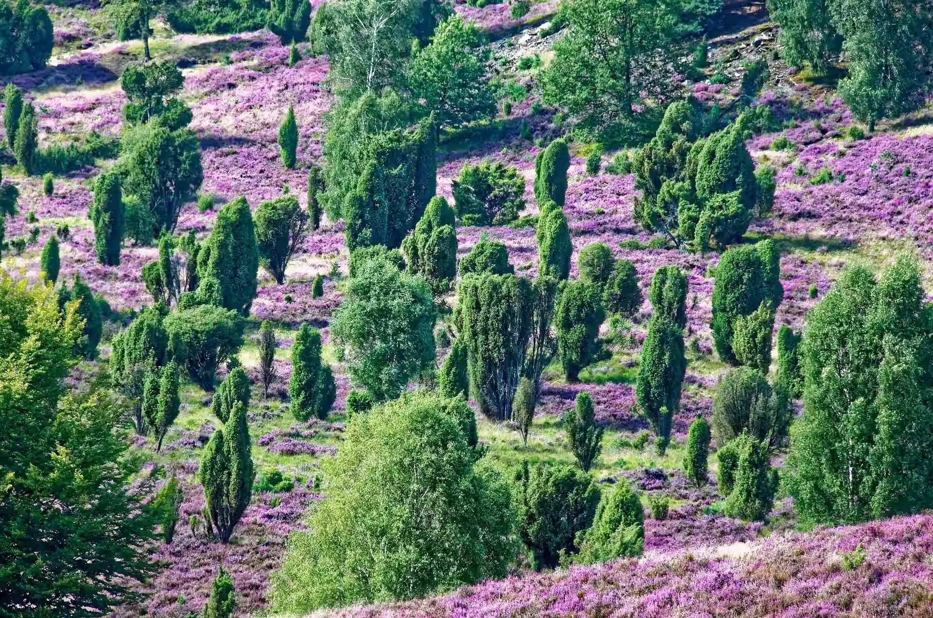 Sanfte Hügel der Lüneburger Heide, bedeckt mit leuchtend violetter Heide und vereinzelten grünen Bäumen, bilden eine üppige, farbenfrohe Landschaft unter klarem Himmel.